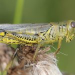 How to Help an Injured Cricket Insect